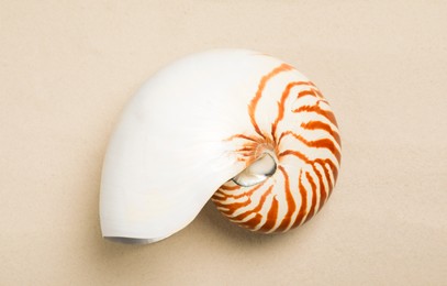 Photo of Nautilus shell on light background, top view