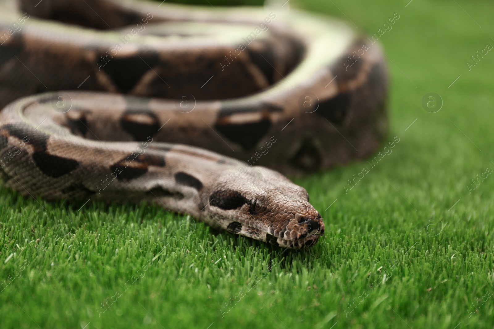 Photo of Brown boa constrictor on green grass outdoors