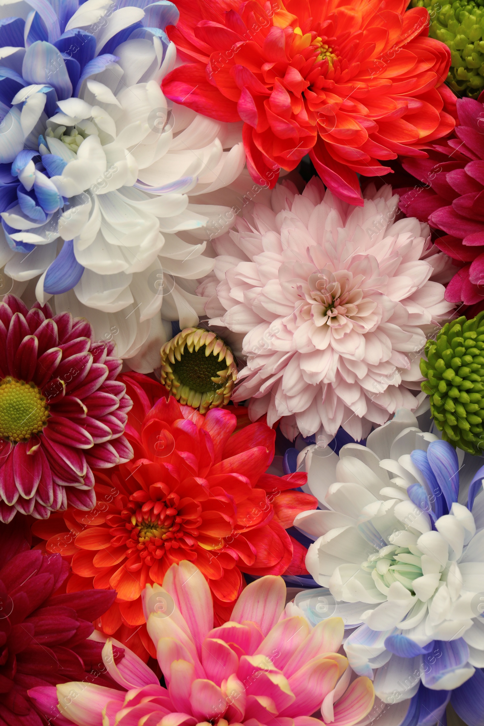 Photo of Many different beautiful chrysanthemums as background, closeup