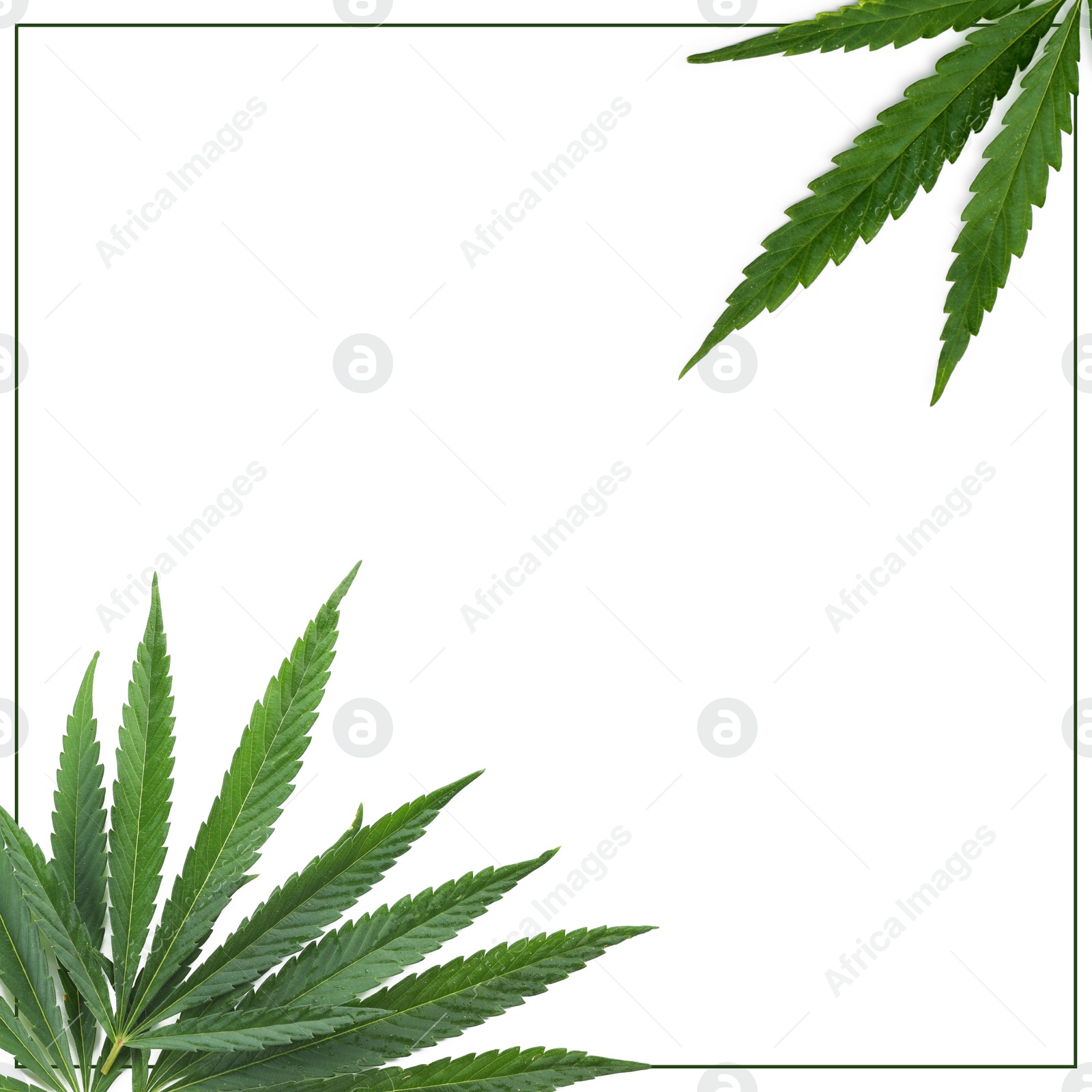 Image of Frame and hemp leaves on white background