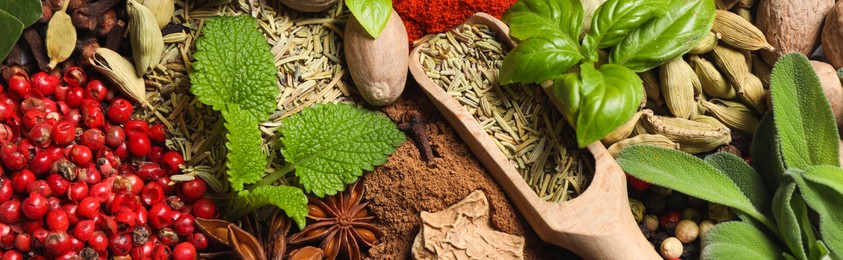 Different fresh herbs with aromatic spices as background, top view. Banner design