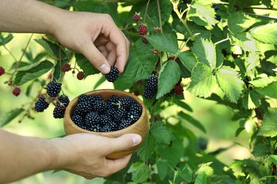 Photo of Woman with wooden bowl picking ripe blackberries from bush outdoors, closeup. Space for text