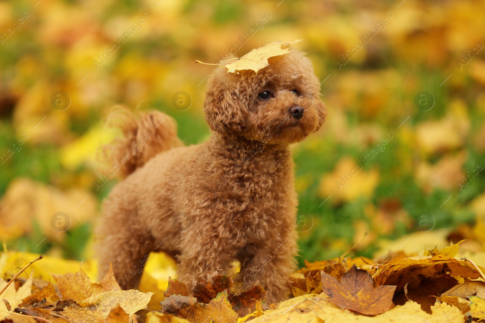 Photo of Cute Maltipoo dog in beautiful autumn park