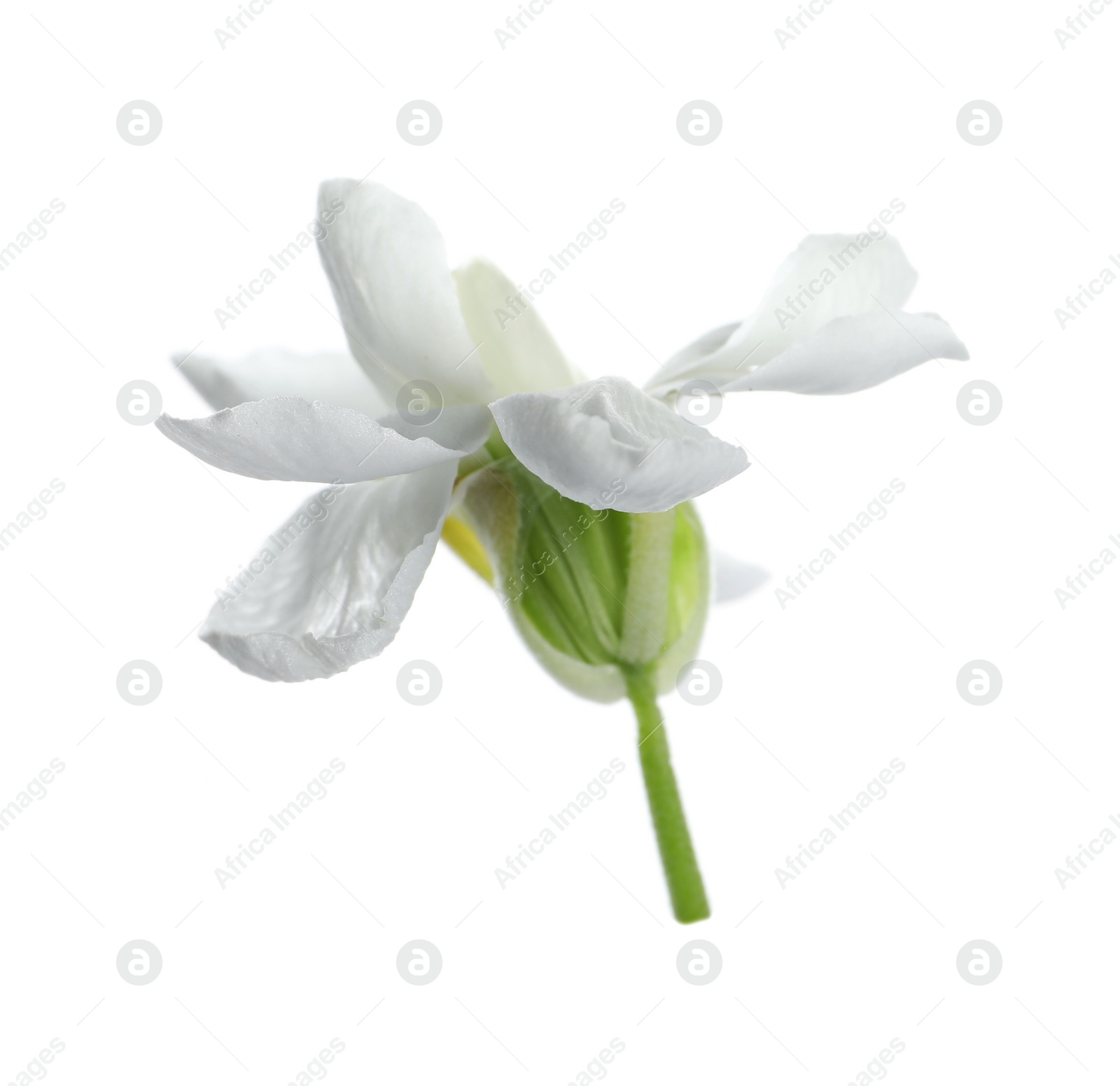 Photo of Beautiful stock flower with tender petals isolated on white