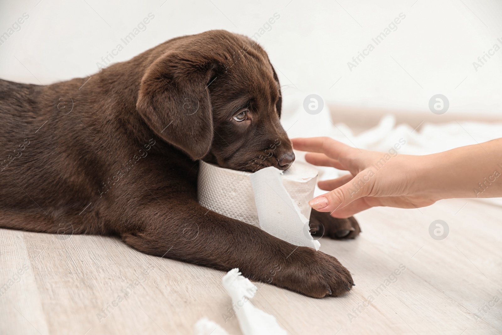 Photo of Cute chocolate Labrador Retriever puppy with torn paper and owner indoors