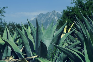 Photo of Beautiful Agave plant growing outdoors on sunny day