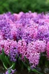 Many beautiful hyacinth flowers growing outdoors, closeup. Spring season