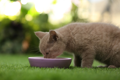 Scottish straight baby cat eating from bowl on green grass