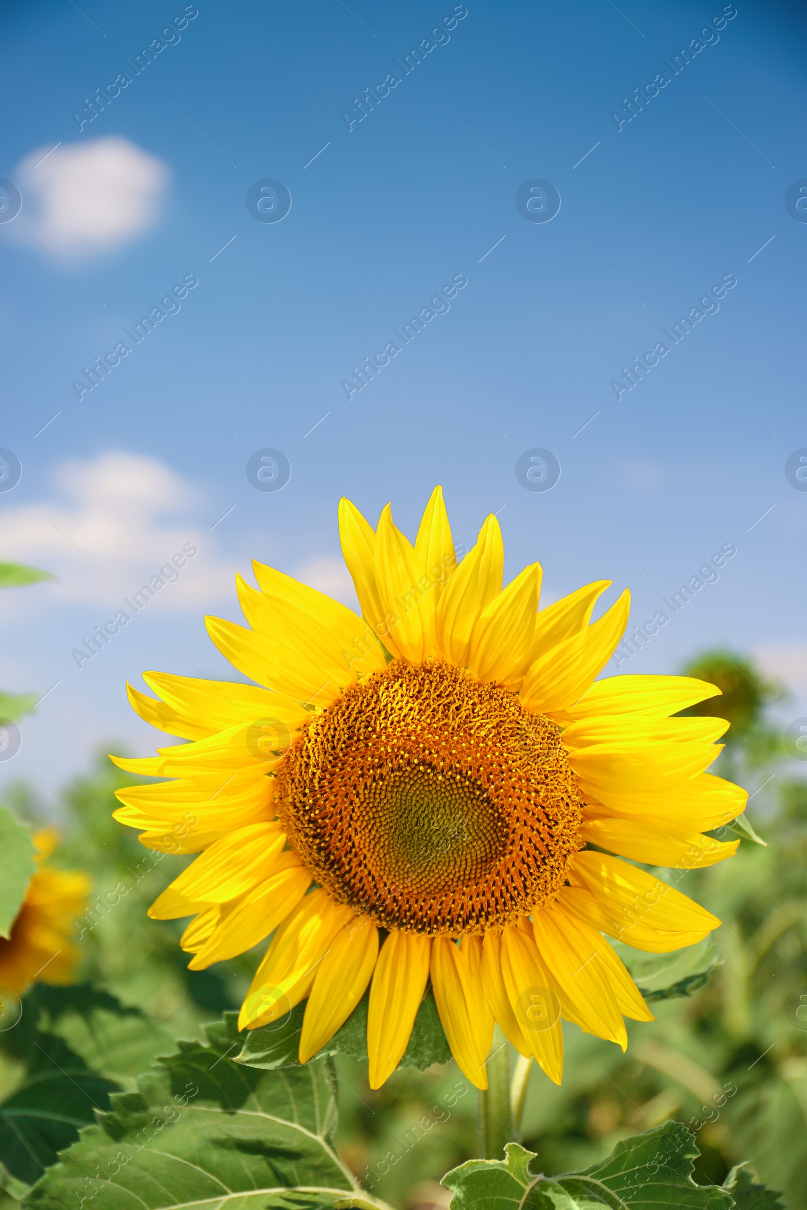 Photo of Beautiful sunflower growing in field, closeup view