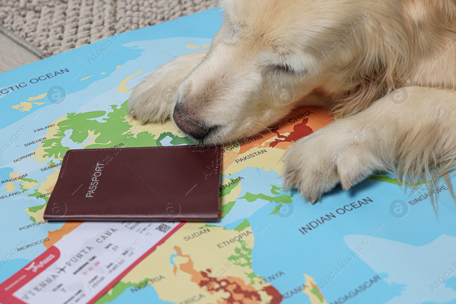 Photo of Dog lying near passport and ticket on world map, closeup. Travelling with pet