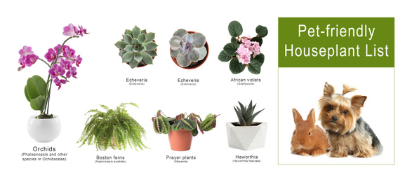 List of pet-friendly houseplants on white background. Banner design