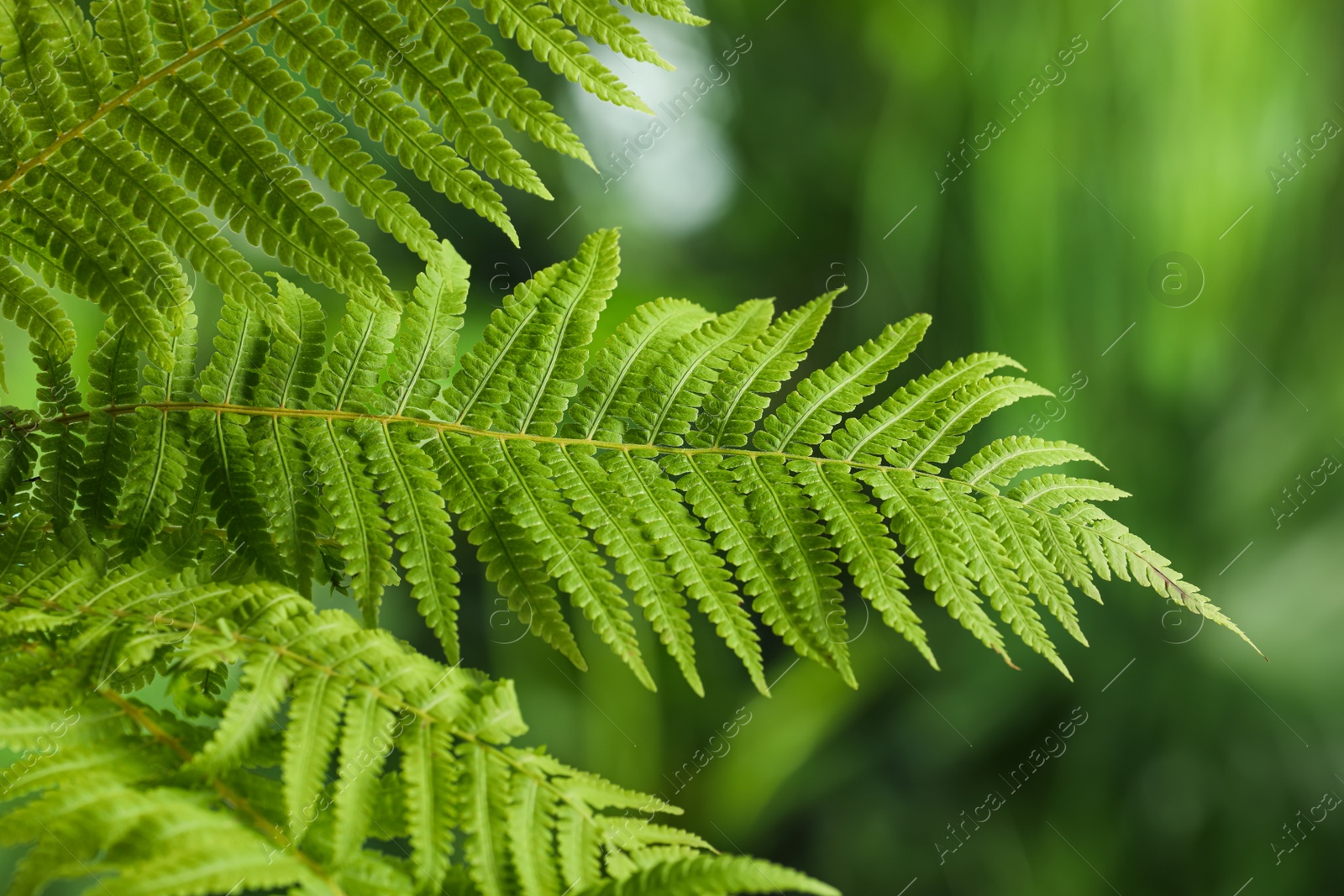 Photo of Beautiful fresh fern leaves on blurred background, closeup