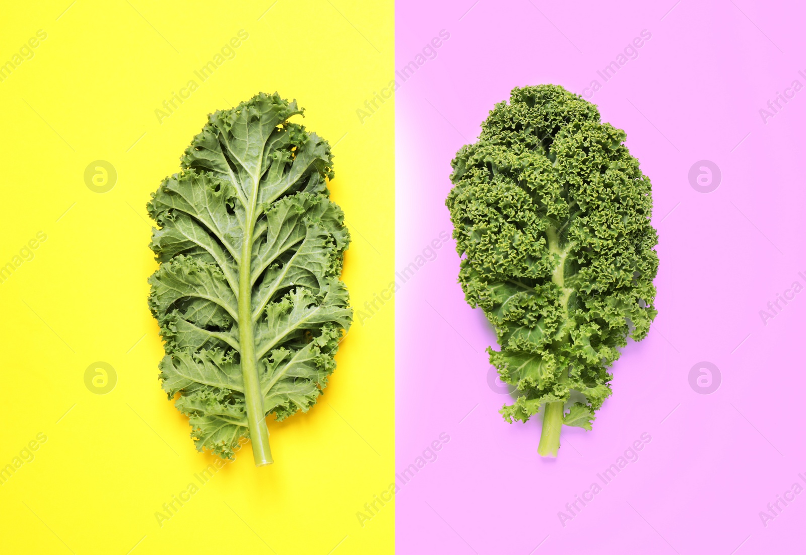 Photo of Fresh kale leaves on color background, flat lay