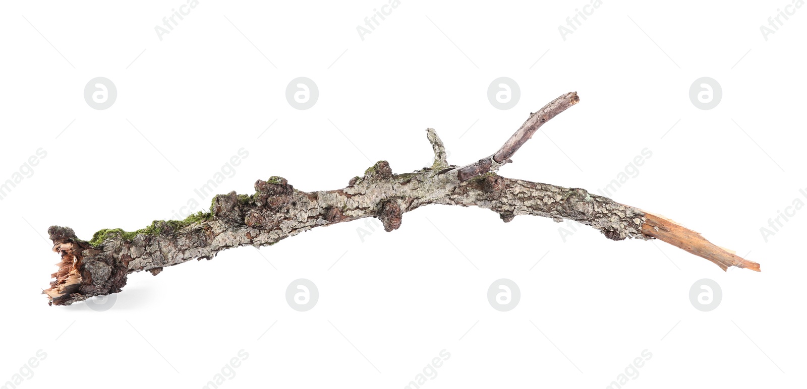 Photo of One dry tree branch isolated on white