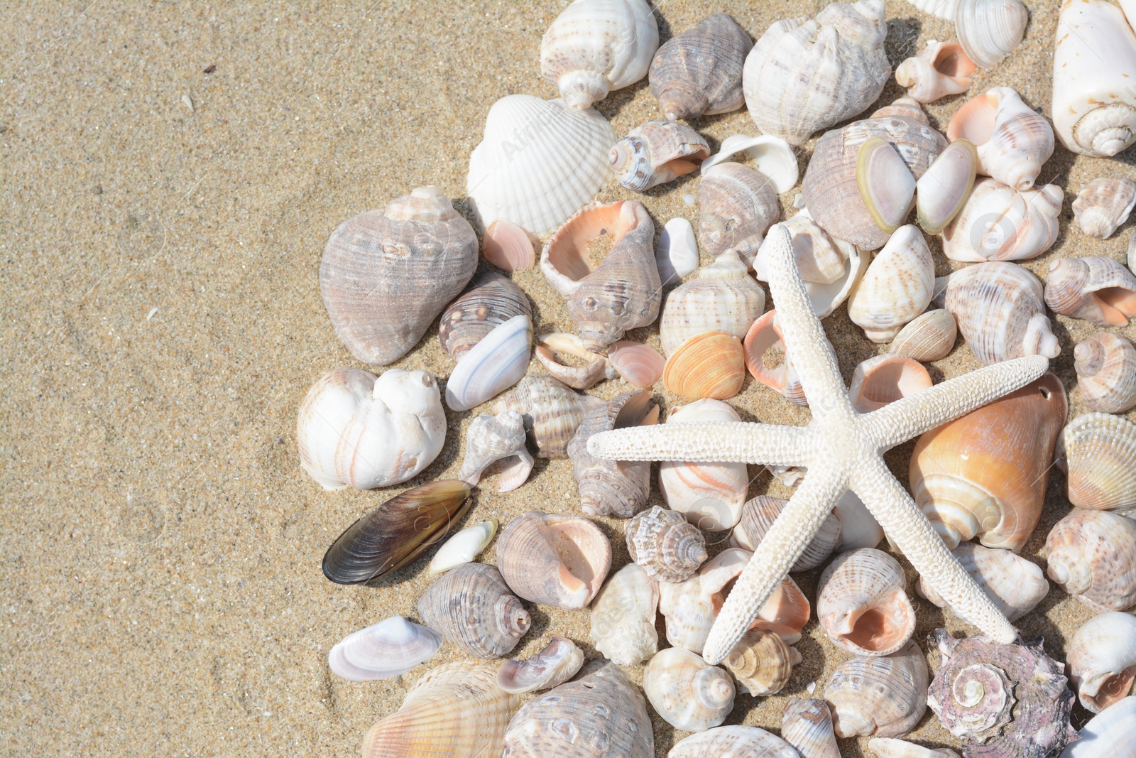 Photo of Beautiful starfish and sea shells on sand, flat lay