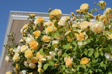 Photo of Beautiful yellow rose flowers blooming outdoors on sunny day