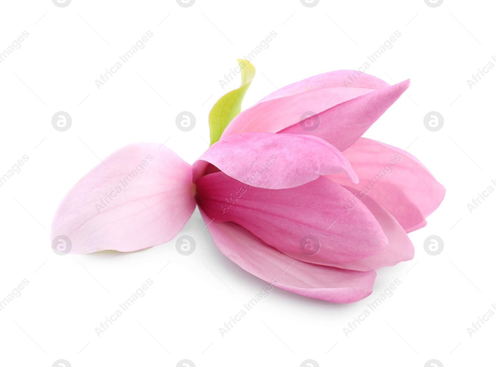 Photo of Beautiful pink magnolia flower isolated on white