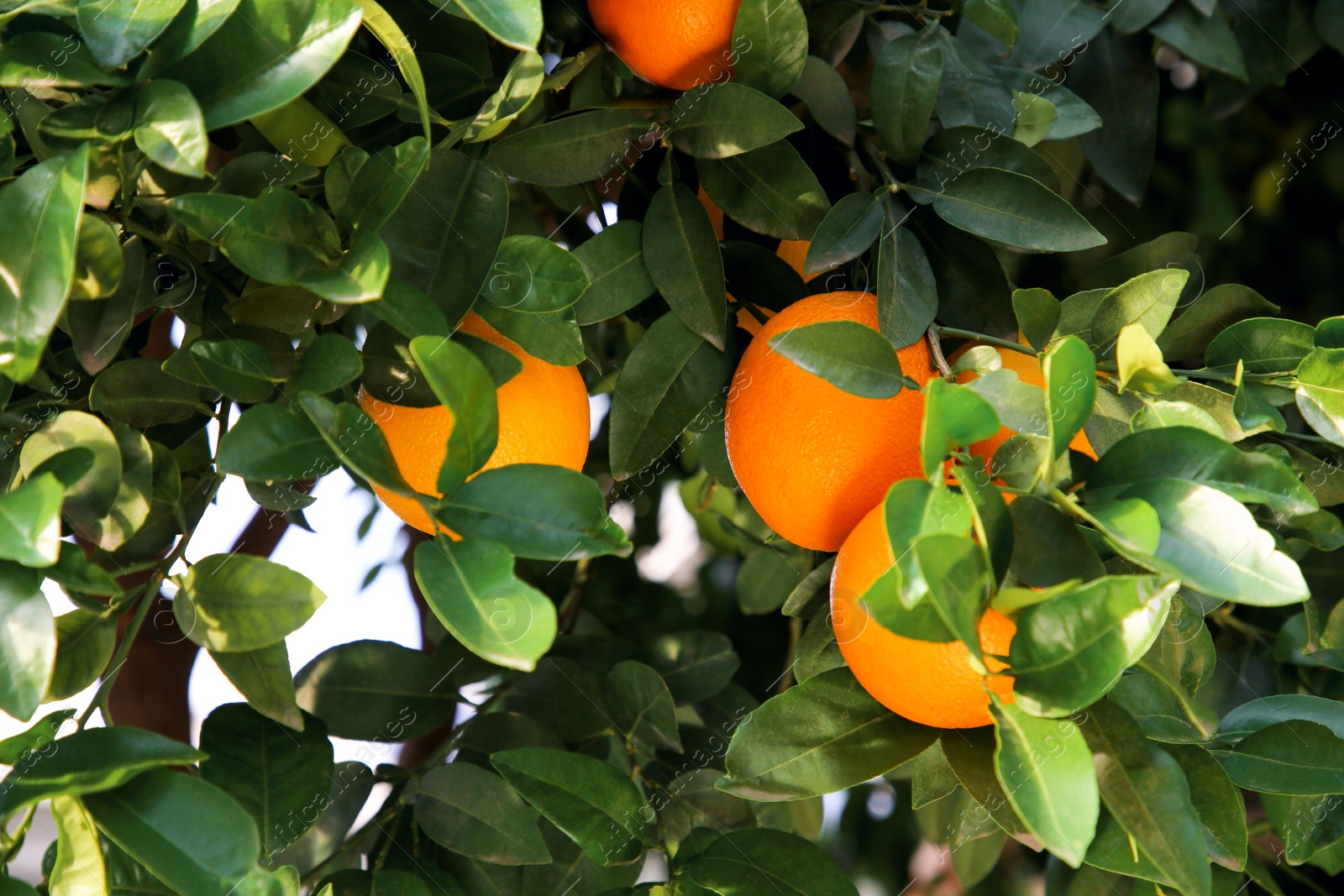 Oranges among green leaves on tree outdoors, closeup Photo of Oranges among green leaves on tree outdoors, closeup