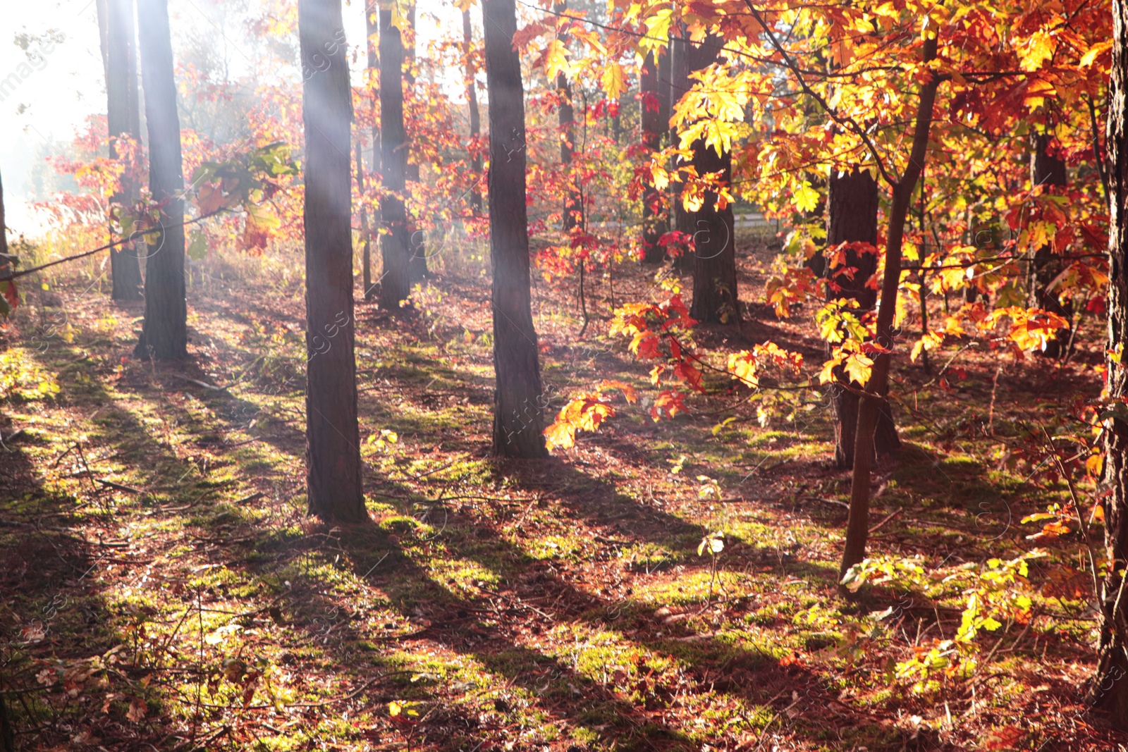 Photo of Picturesque view of forest with trees on sunny day. Autumn season