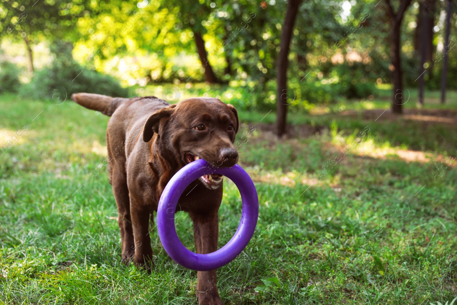 Photo of Funny Chocolate Labrador Retriever with toy in green summer park