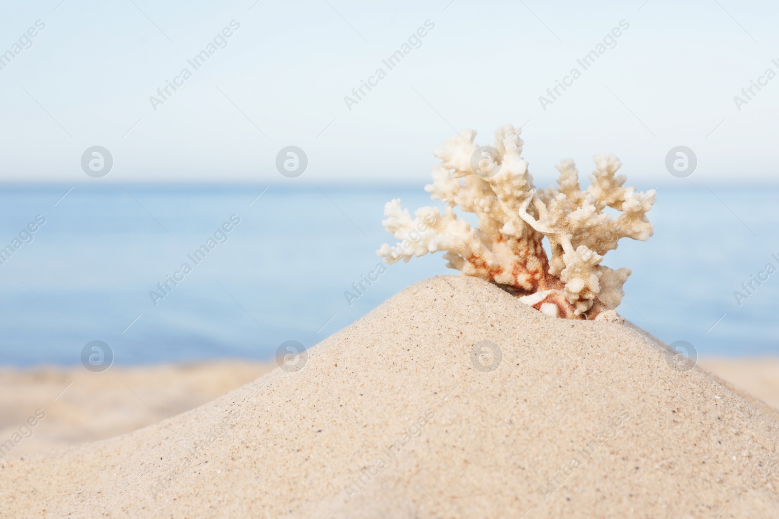 Photo of Sandy beach with beautiful coral near sea. Space for text