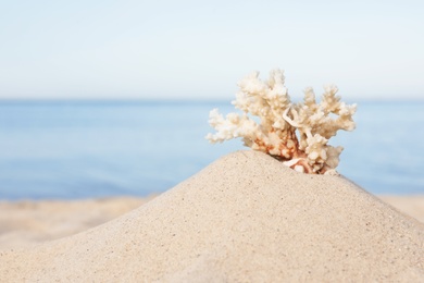 Photo of Sandy beach with beautiful coral near sea. Space for text