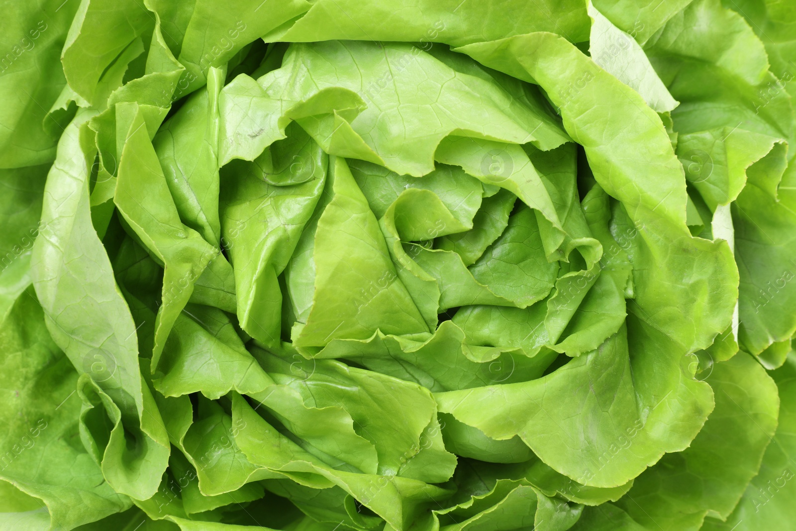 Photo of Fresh green butter lettuce as background, closeup