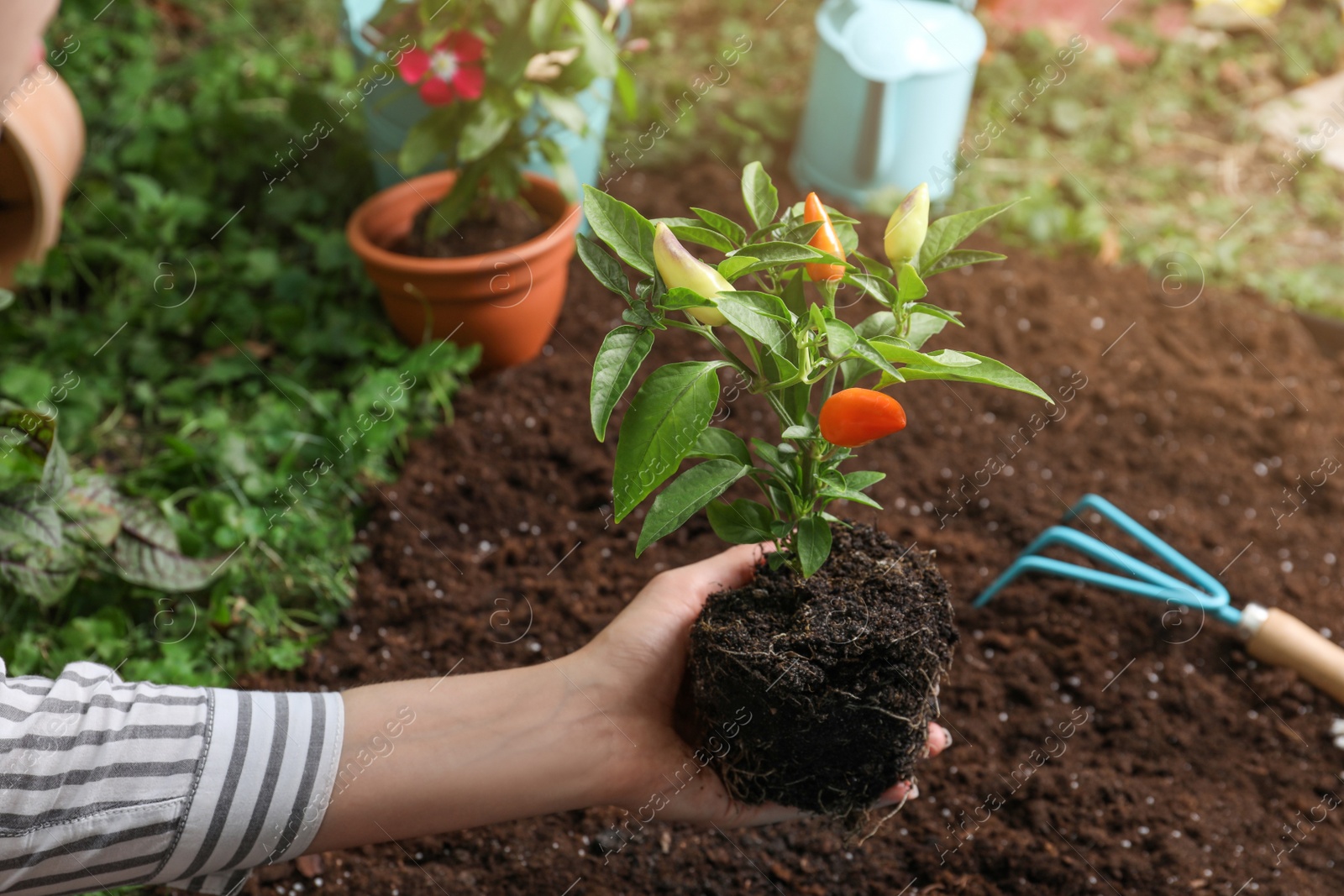 Photo of Woman holding pepper plant over soil in garden, closeup