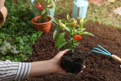 Photo of Woman holding pepper plant over soil in garden, closeup