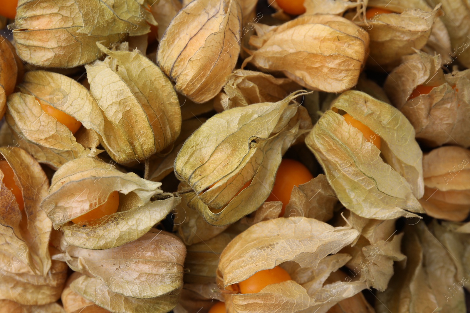 Photo of Ripe physalis fruits with calyxes as background, above view