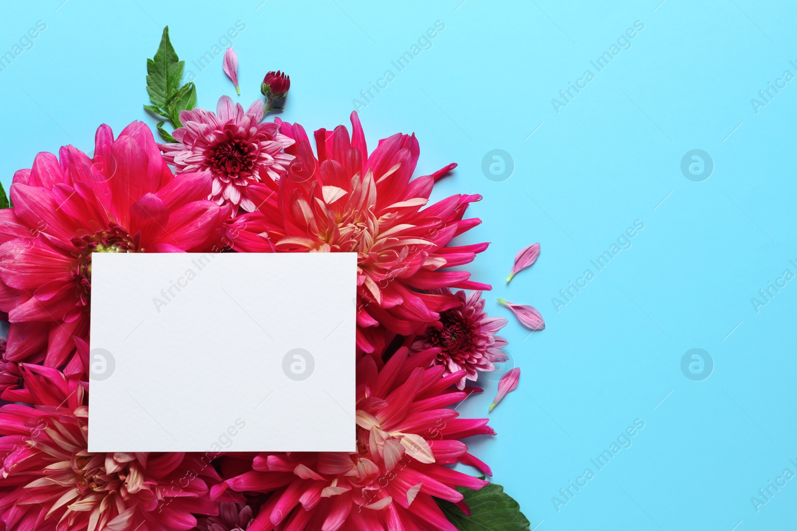 Photo of Flat lay composition with beautiful dahlia flowers and blank card on color background