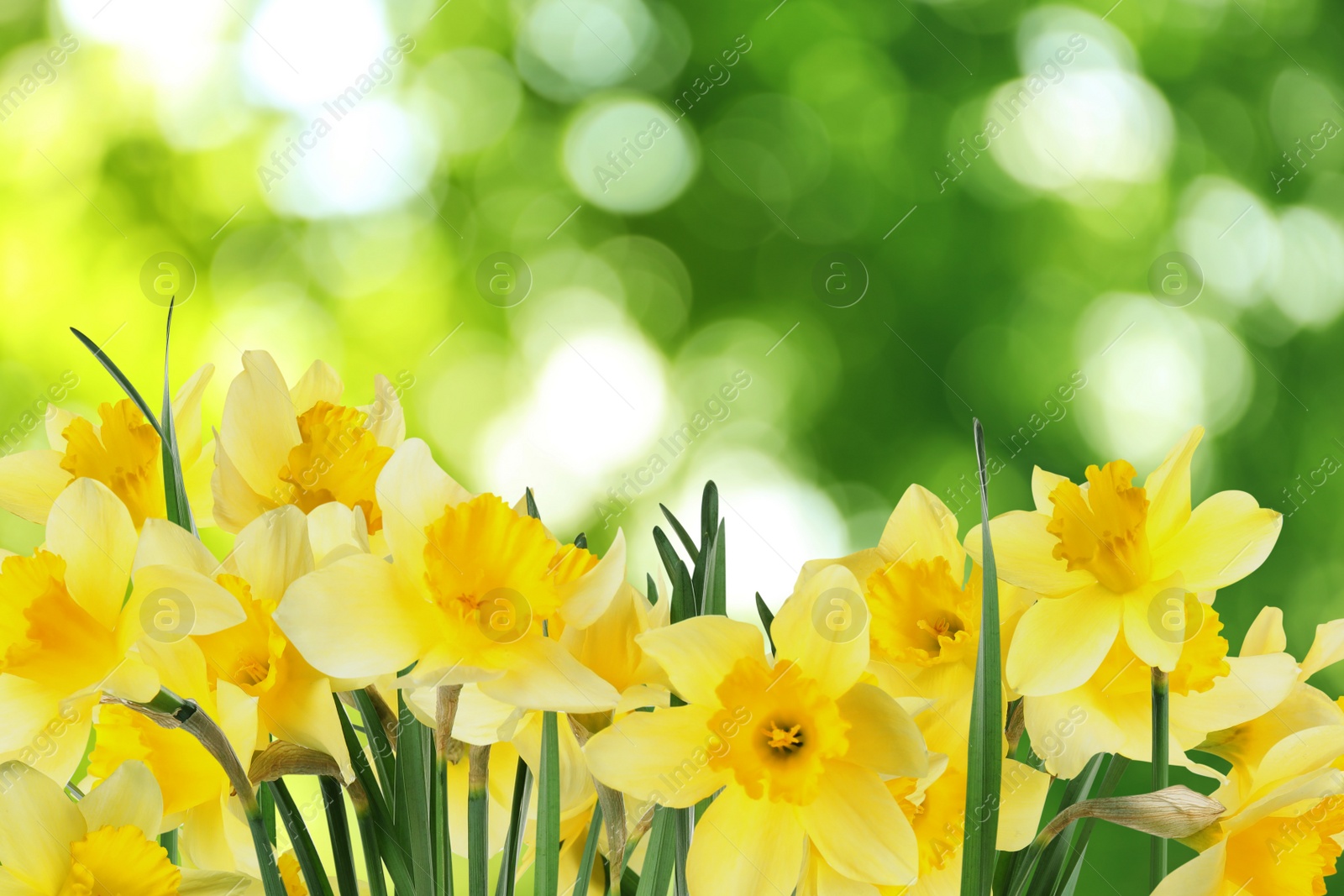 Image of Beautiful spring flowers outdoors on sunny day 