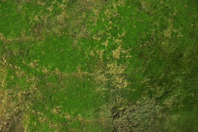 Textured wall with green moss as background, closeup