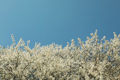 Photo of Branches of blossoming cherry tree with beautiful white flowers against blue sky