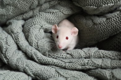 Photo of Cute small rat wrapped in green knitted blanket