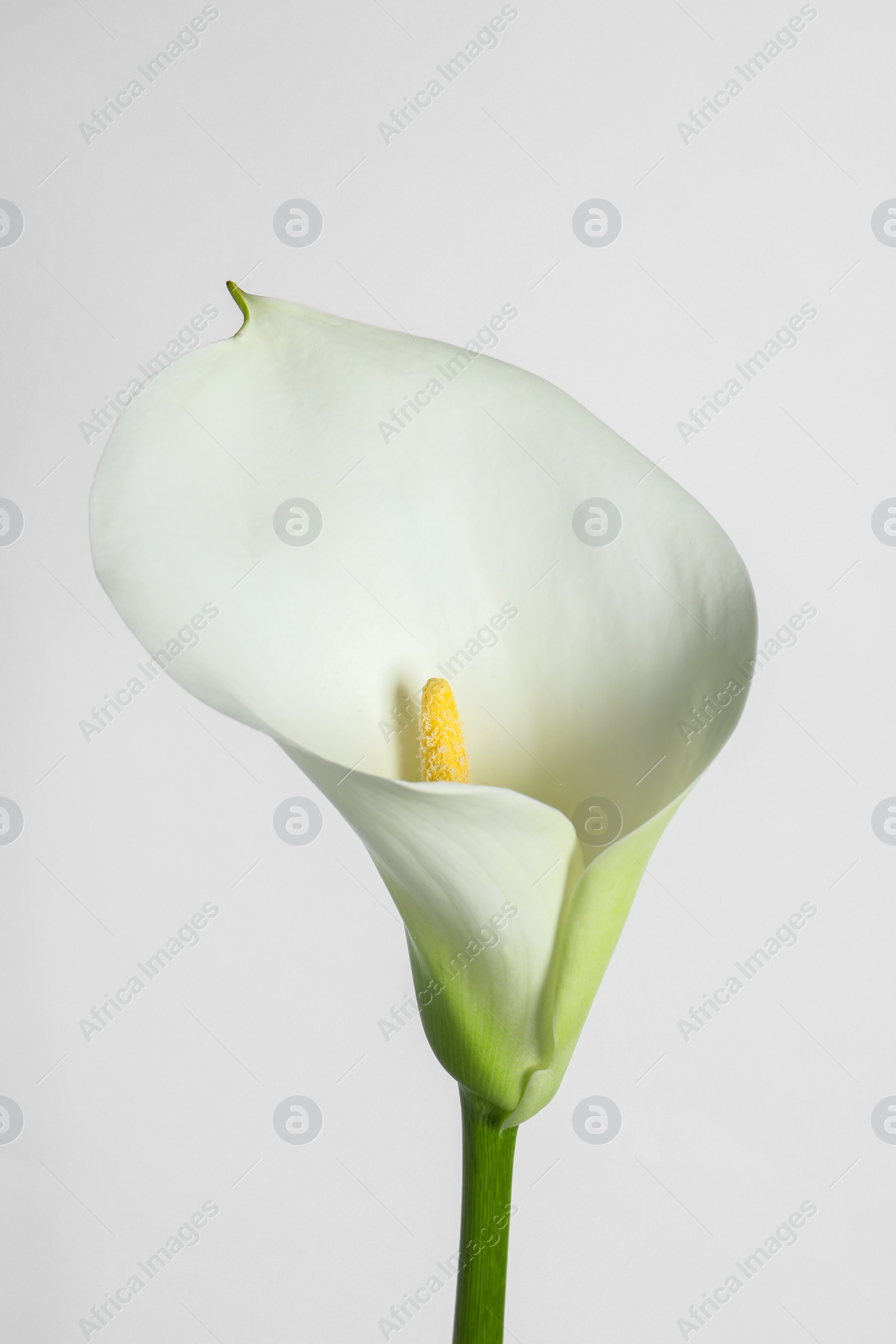 Photo of Beautiful calla lily flower on white background