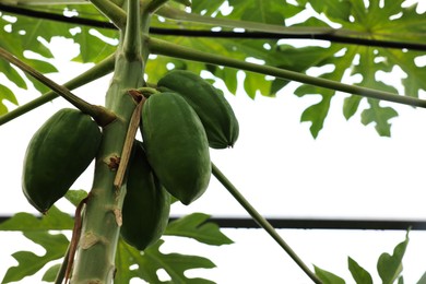 Unripe papaya fruits growing on tree in greenhouse, low angle view. Space for text