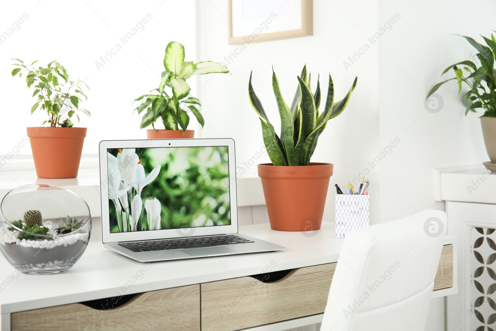 Photo of Houseplants and laptop on table in office interior