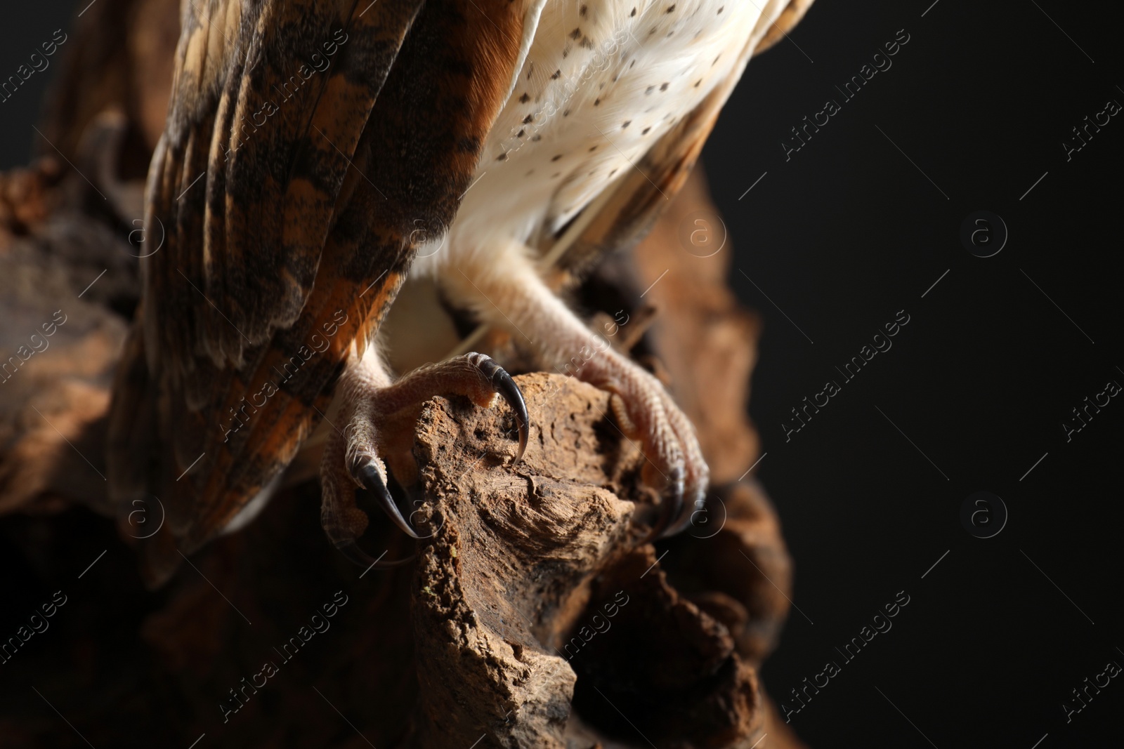 Photo of Beautiful common barn owl on tree against black background, closeup