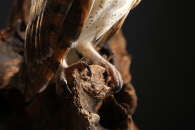 Photo of Beautiful common barn owl on tree against black background, closeup