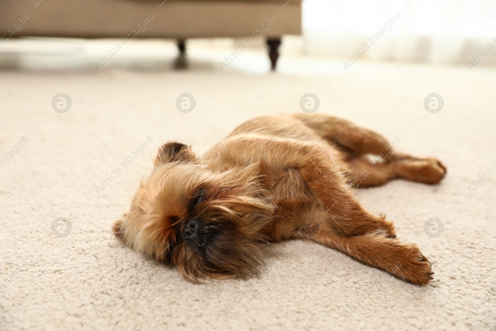 Photo of Studio portrait of funny Brussels Griffon dog sleeping on carpet at home