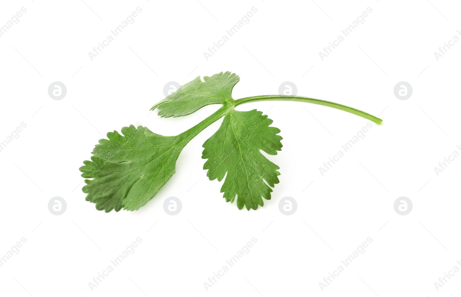 Photo of Aromatic fresh green cilantro isolated on white