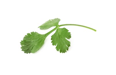 Aromatic fresh green cilantro isolated on white