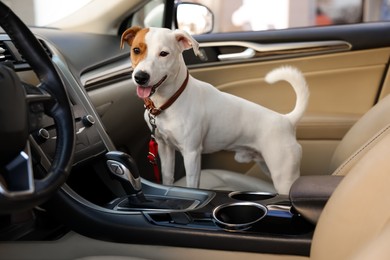 Photo of Jack Russel Terrier in car. Adorable pet