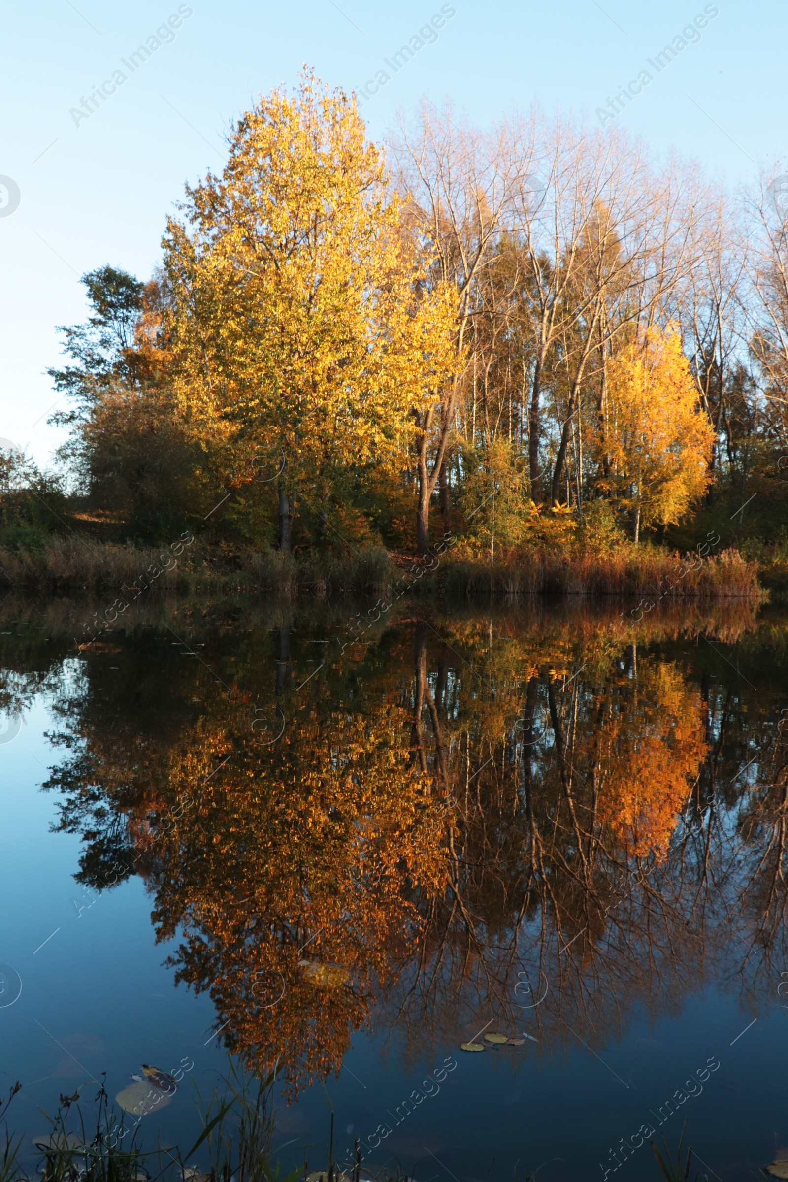 Photo of Picturesque view of lake and trees on autumn day