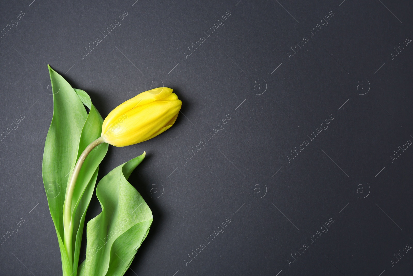 Photo of Yellow tulip on dark background