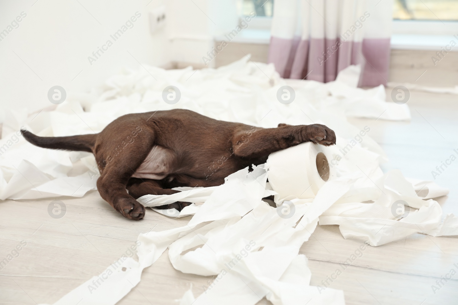 Photo of Cute chocolate Labrador Retriever puppy and torn paper on floor indoors