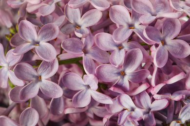 Photo of Closeup view of beautiful blossoming lilac as background