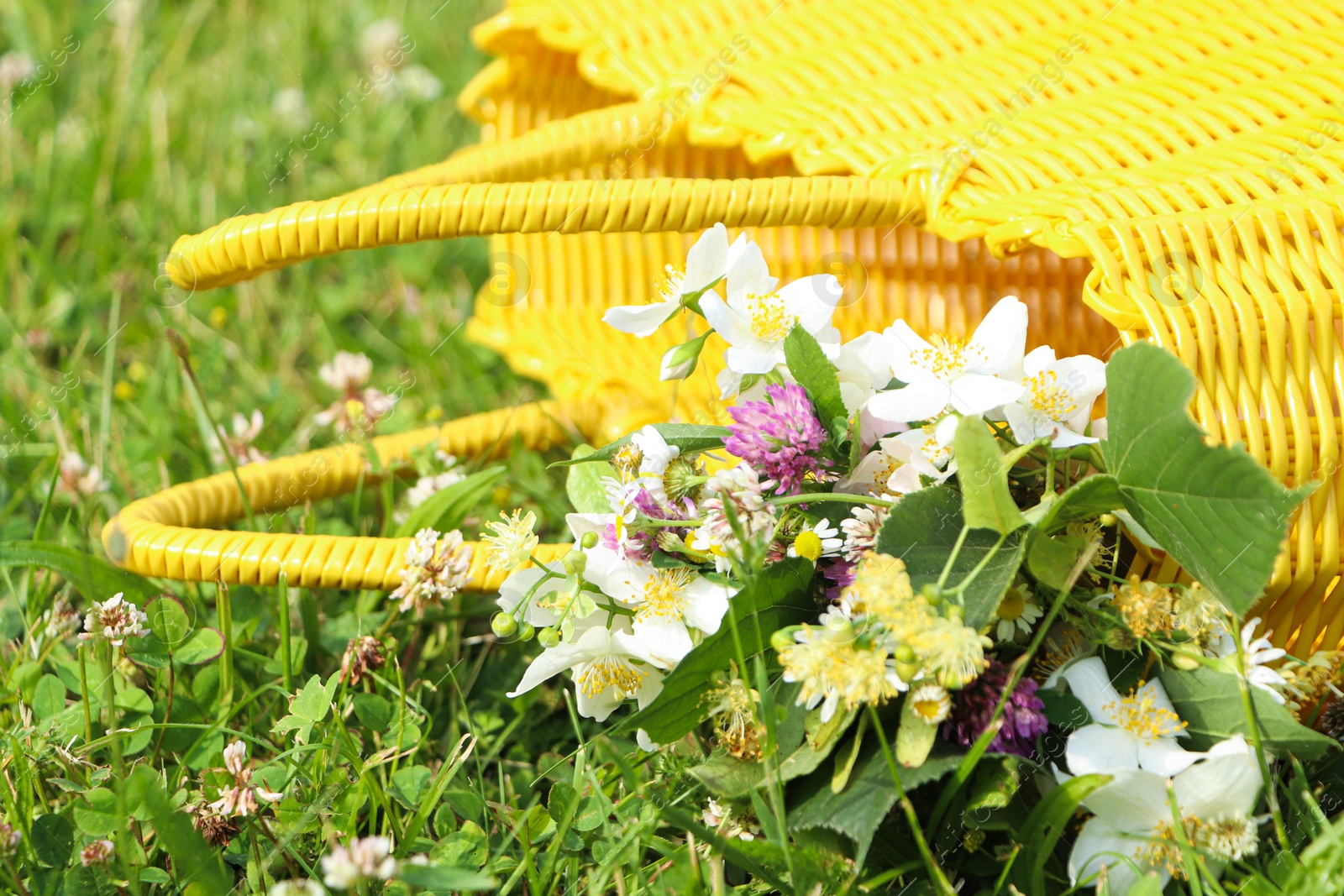 Photo of Yellow wicker bag with different wildflowers and herbs in meadow on sunny day, closeup