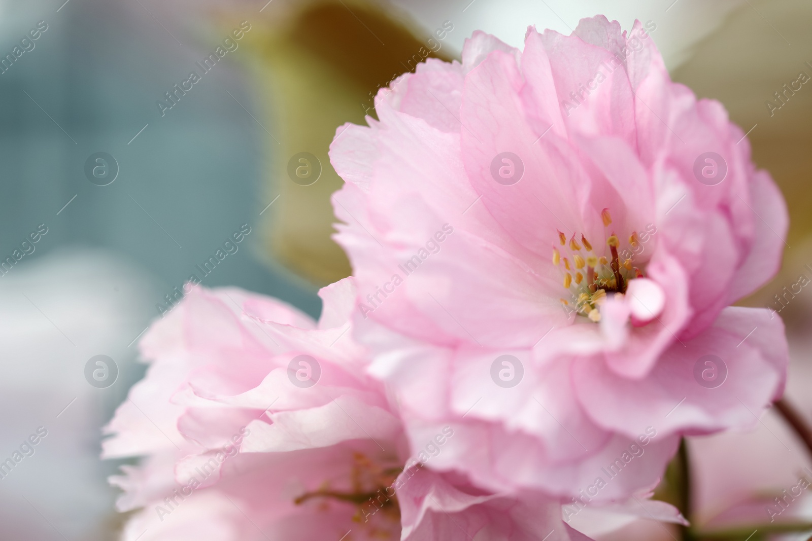 Photo of Beautiful pink flowers of blossoming sakura tree, closeup